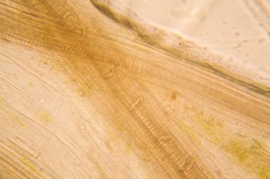 Mikroskop, çürümüş yaprak