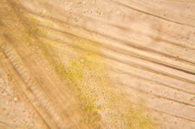 Mikroskop, çürümüş yaprak