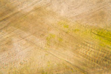 Mikroskop, çürümüş yaprak