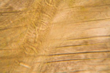 Mikroskop, çürümüş yaprak