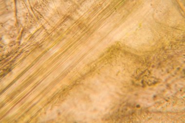 Mikroskop, çürümüş yaprak