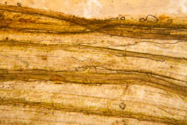 Mikroskop, çürümüş yaprak