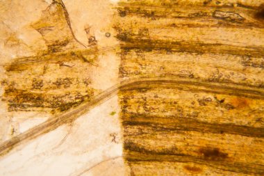 Mikroskop, çürümüş yaprak