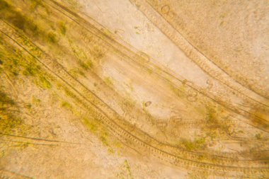 Mikroskop, çürümüş yaprak