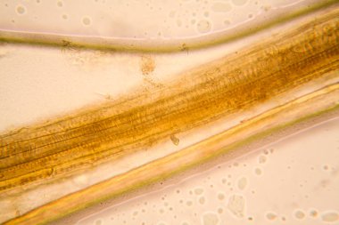 Mikroskop, çürümüş yaprak