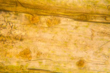 Mikroskop, çürümüş yaprak