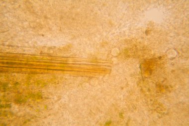 Mikroskop, çürümüş yaprak