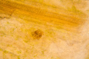 Mikroskop, çürümüş yaprak