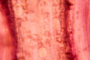 Lale petal, mikroskop