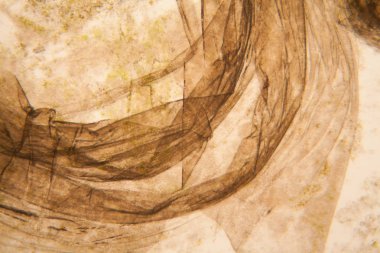 Mikroskobik görünümü ve çürük Lale kök detaylarını