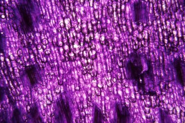 Lale kök hücreler, mikroskop