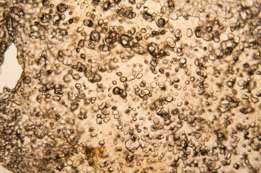 Apple hücreleri mikroskop