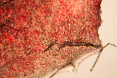 Apple hücreleri mikroskop