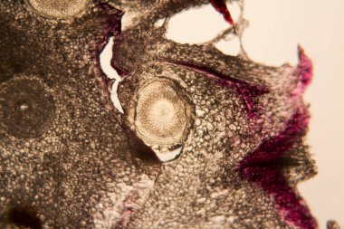 soğan kök hücreleri mikroskop