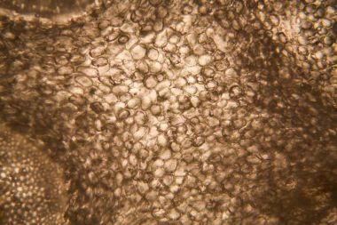 soğan kök hücreleri mikroskop