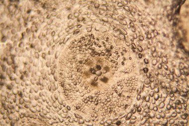 soğan kök hücreleri mikroskop