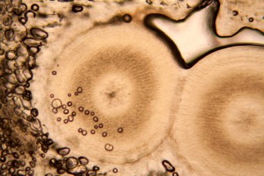 soğan kök hücreleri mikroskop