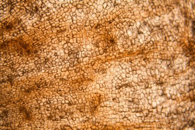 Havuç hücreleri mikroskop