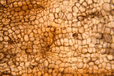 Havuç hücreleri mikroskop