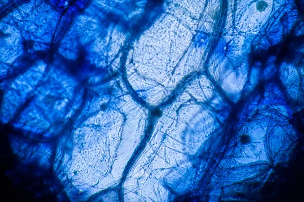 顕微鏡でタマネギのセル — ストック写真