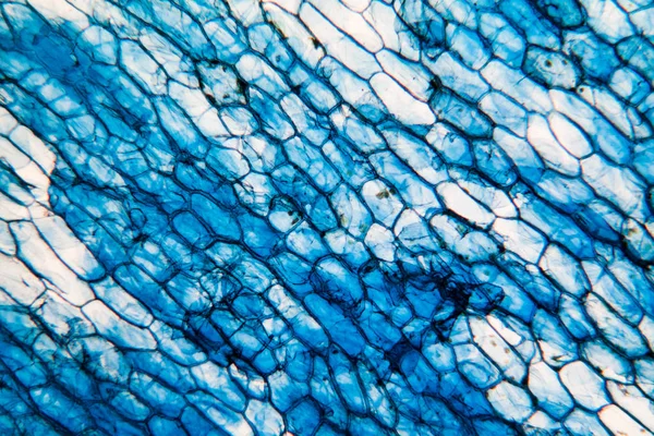 Cebula Komórek Mikroskopie — Zdjęcie stockowe