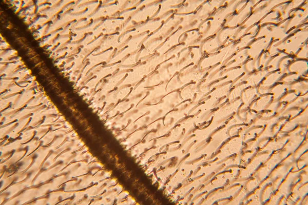 Méh Szárnya Mikroszkóp — Stock Fotó