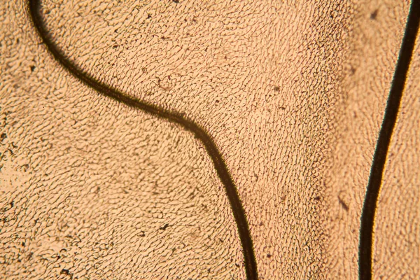 Mikroskop kanadında arı