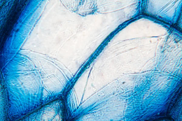 顕微鏡でタマネギのセル — ストック写真