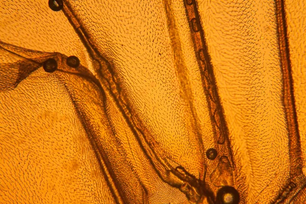 Mikroskop kanadında arı