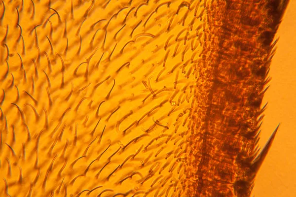 Mikroskop kanadında arı