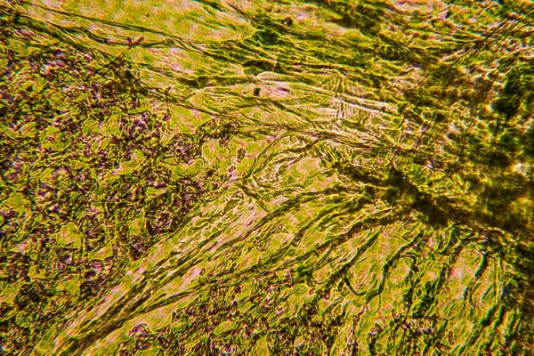 Mikroskop, taze minik yaprak