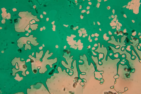 Клетки Человека Высохшая Красочная Вода Микроскопом — стоковое фото