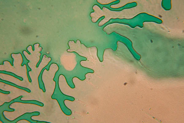 İnsan hücreleri ve mikroskop kurutulmuş renkli su