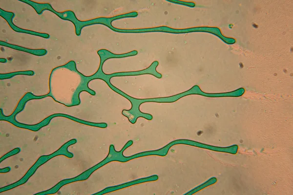 İnsan hücreleri ve mikroskop kurutulmuş renkli su