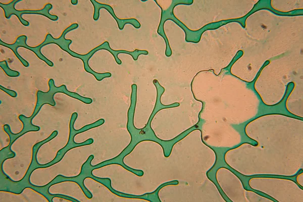 İnsan hücreleri ve mikroskop kurutulmuş renkli su