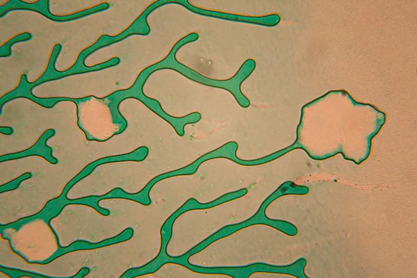 Nsan Hücreleri Mikroskop Kurutulmuş Renkli — Stok fotoğraf