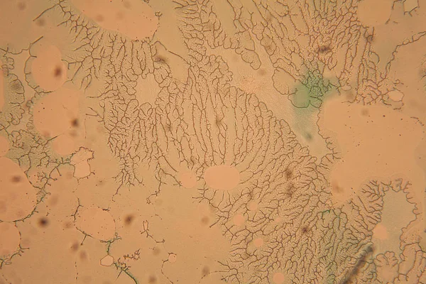 İnsan hücreleri ve mikroskop kurutulmuş renkli su