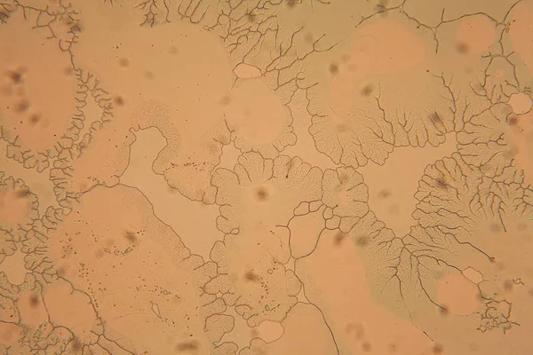 İnsan hücreleri ve mikroskop kurutulmuş renkli su