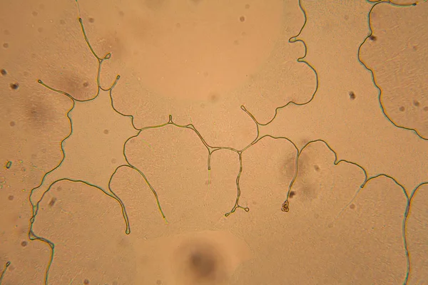 İnsan hücreleri ve mikroskop kurutulmuş renkli su