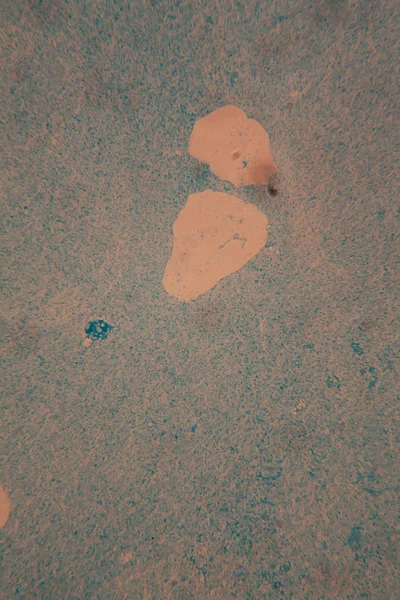 人間の細胞と顕微鏡で乾燥したカラフルな水 — ストック写真