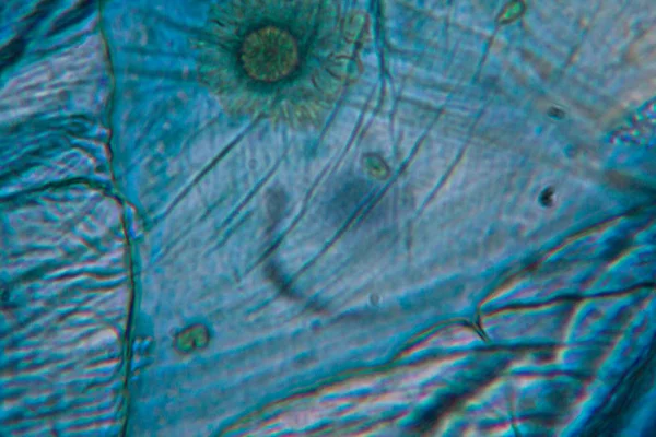 Células Cebolla Microscopio —  Fotos de Stock