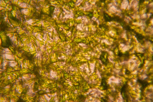 Свежий крошечный лист под микроскопом
