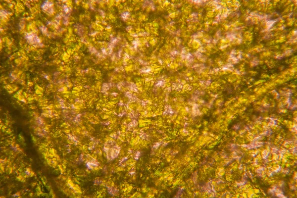 Hoja Fresca Microscopio —  Fotos de Stock