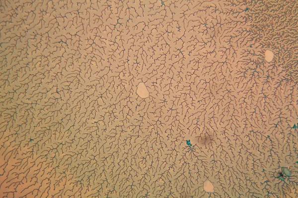Menschliche Zellen Und Getrocknetes Buntes Wasser Mikroskop — Stockfoto