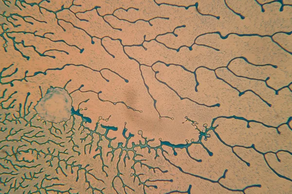 Nsan Hücreleri Mikroskop Kurutulmuş Renkli — Stok fotoğraf