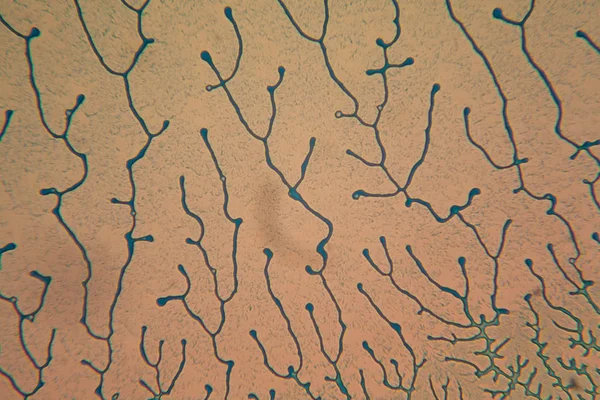 İnsan hücreleri ve mikroskop kurutulmuş renkli su