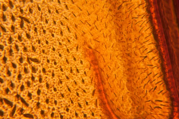 Ala Abeja Microscopio — Foto de Stock