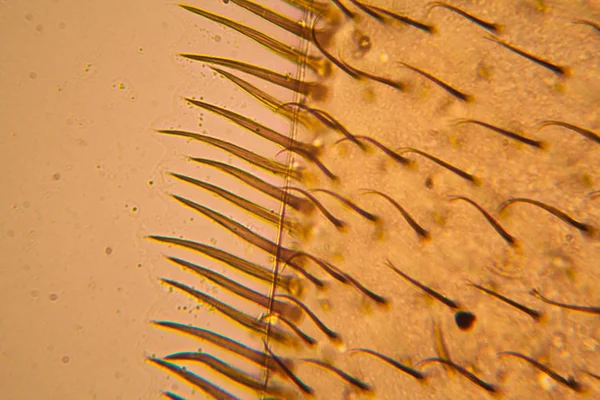 Asa Abelha Microscópio — Fotografia de Stock