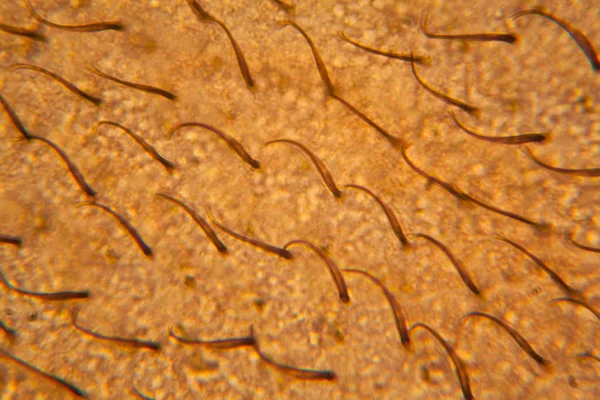 蜜蜂翼在显微镜下 — 图库照片