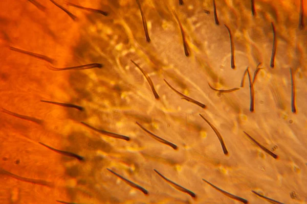 Skrzydła Pszczoły Mikroskopie — Zdjęcie stockowe